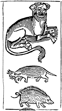 Cat and ?cats, from p2 of  Gryffith's 1570 edition of William Baldwin's 'Beware the Cat'. Original published size 6.3cm wide by 11.65cm high including borders.