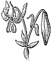 Line drawing of a flower