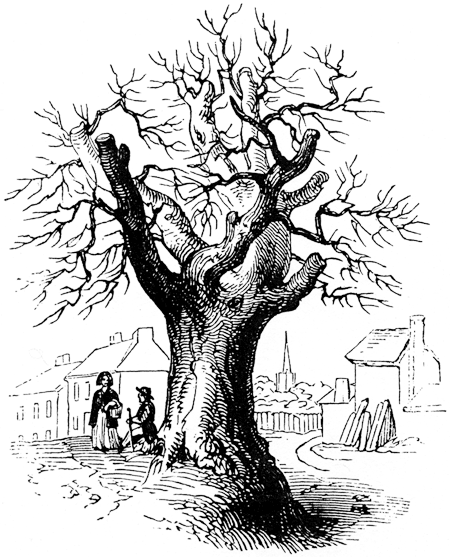 The boundary elm, Stratford, 1847. From James Halliwell 'The Life of William Shakespeare', 1848, page 159. Original published size 5.6cm wide by 7cm high.