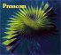 Presscom logo