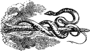 Serpent on log or thorn, from Lee Priory Press 'Original poems by William Browne',  1815, page 102, published size 4.7cm wide. (This image is resized from the same in 'Woodcuts & Verses'.)