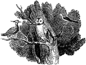 An owl with other birds, from Lee Priory Press 'Original poems by William Browne',  1815, page 32, published size 4.5cm wide. (This image is resized from the same in 'Woodcuts & Verses'.)
