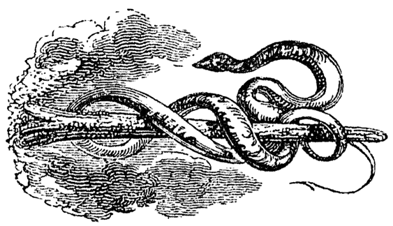 Woodcut of serpent from  page 23 of Lee Priory Press 'Woodcuts and Verses' 1820, published size 4.77cm wide by 2.74cm high