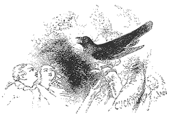 Illustration for poem CCCXCV, 'The cuckoo's a fine bird' 