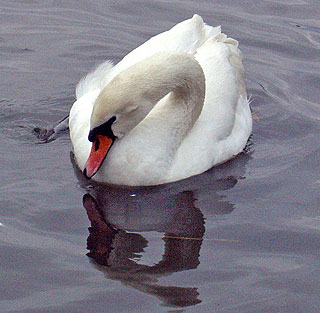 Stratford-upon-Avon swan