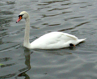 Stratford-upon-Avon swan