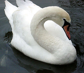 Stratford-upon-Avon swan