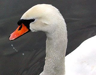 Stratford-upon-Avon swan