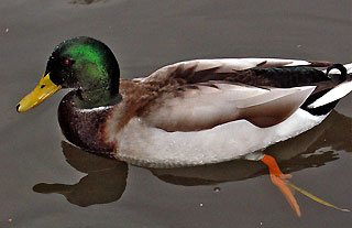 Stratford-upon-Avon drake