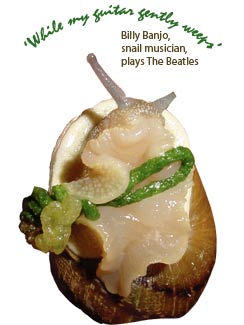 Billy Banjo, snail musician
