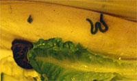 snail message revealed