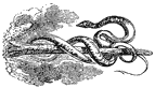 woodcut of serpent