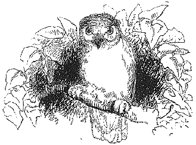 Owl sitting on branch
