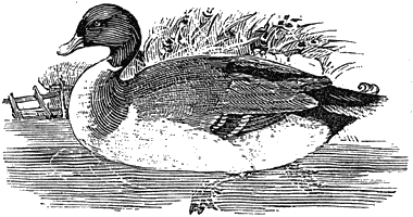 Figure 100. Wood block from Bewick's 'British Birds'.  The common duck. Published size in Bouchot, 6.5cm wide by 3.5cm high.