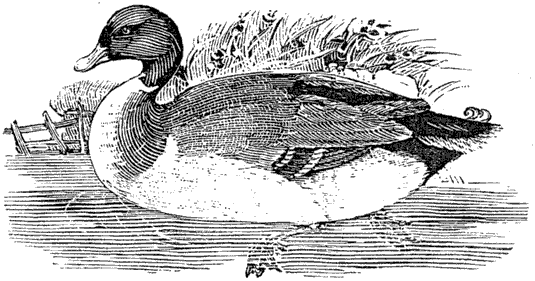 Figure 100.--Wood block from Bewick's 'British Birds' (1797-1804). The common duck. From Henri Bouchot 'The Printed Book' (1887), page 236, published size in Bouchot 6.5 cm wide by 3.5 cm high