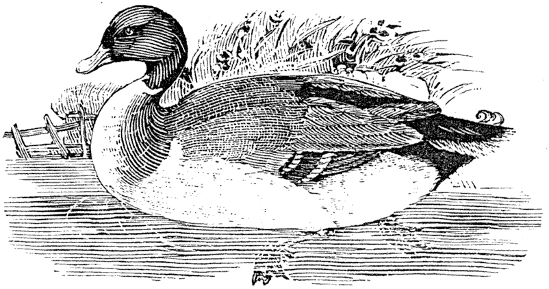 Wood block from Bewick's 'British Birds' (1797-1804). The common duck. From Henri Bouchot 'The Printed Book', 1887, page 236, published size 6.5 cm wide by 3.5 cm high